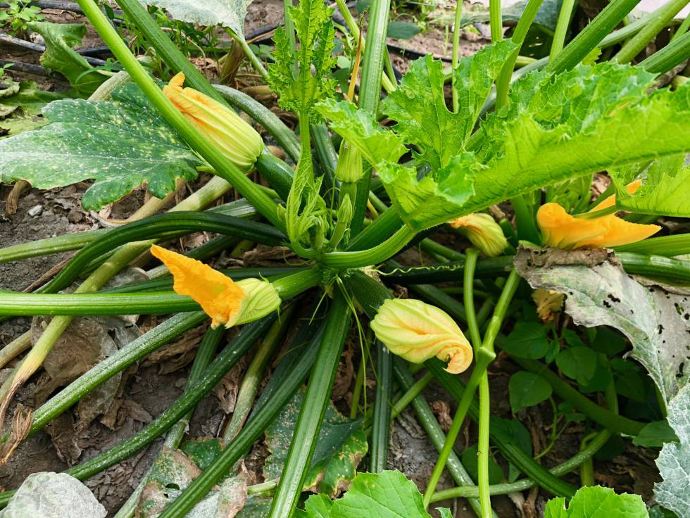 Flores de calabaciín Capel