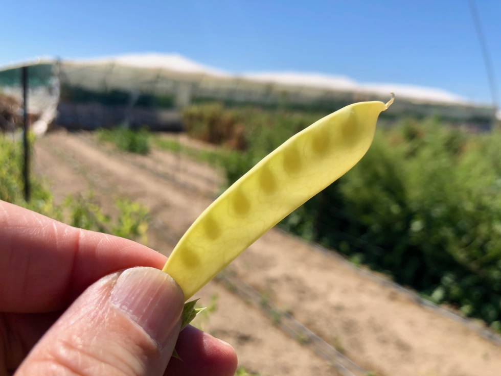 Guisantes amarillos Capel