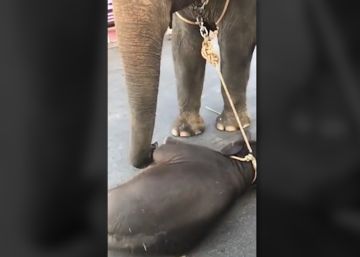 Un elefante de un año se desploma tras horas paseando con turistas
