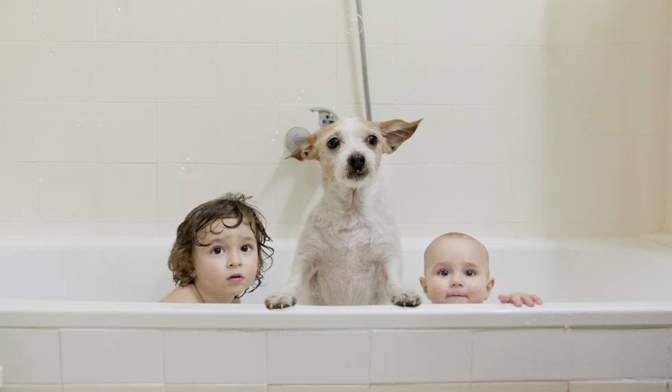 Cuándo hay que poner gafas de sol al perro y otras diez dudas de dueños de mascotas resueltas por expertos