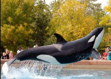 Canadá prohíbe el cautiverio de ballenas, delfines y marsopas