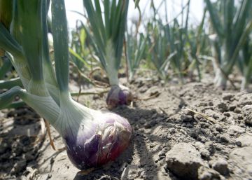 Cómo ayudar a los pequeños propietarios africanos a alimentar al mundo