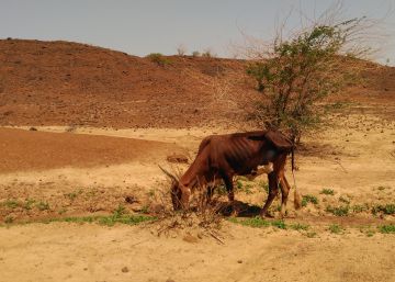 Contra el desierto, caca de vaca