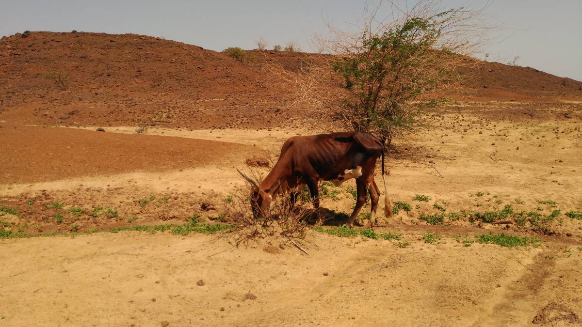 Contra el desierto, caca de vaca