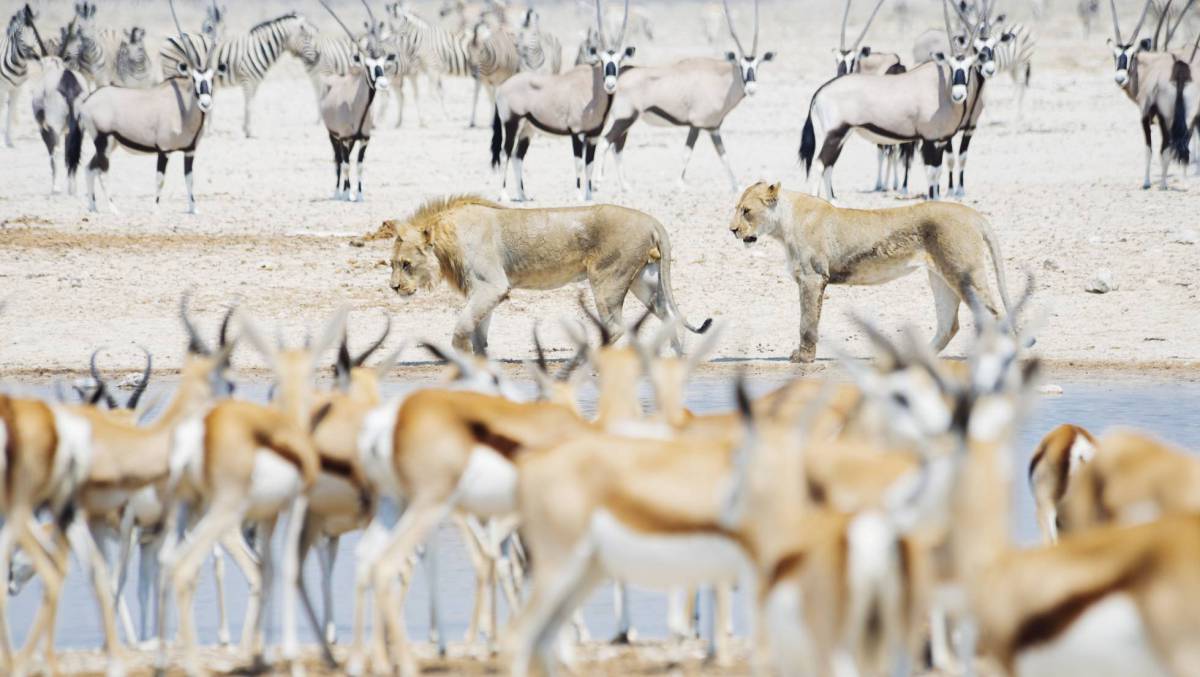 Leones, gacelas, cebras y orix, en Namibia.