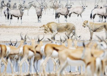 Namibia subasta 500 búfalos, 60 jirafas y 28 elefantes por la sequía