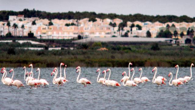 Lagunas de las Salinas de Torrevieja.
