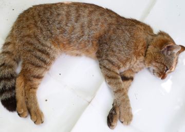El gato-zorro, la nueva especie felina que investigadores franceses creen haber descubierto