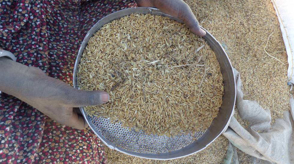 Una mujer procesa los granos de arroz, en la localidad senegalesa de Richard Toll.