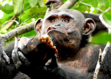 Tortugas, sesos, caracoles y cangrejos: los secretos culinarios de los chimpancés