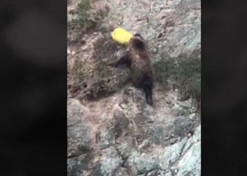 La policía libera a un oso pardo que tenía la cabeza atascada en un cubo