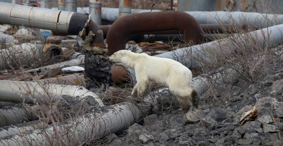 El oso polar, en la fábrica donde parece haberse escondido.