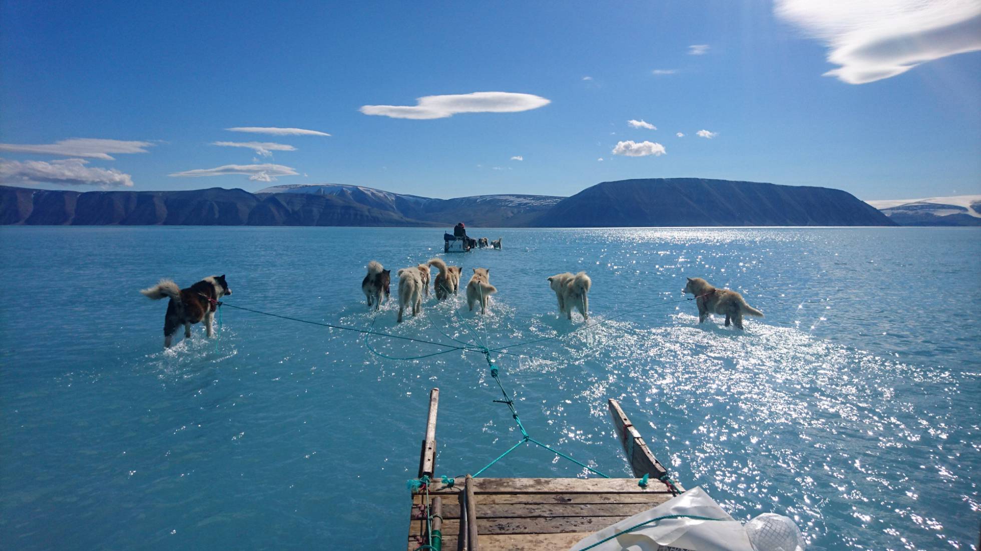 Varios perros tiran de un trineo sobre hielo derretido en Groenlandia.