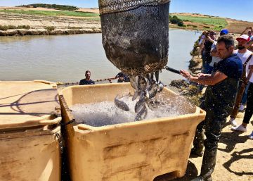 Pescados de estero, latidos del Atlántico