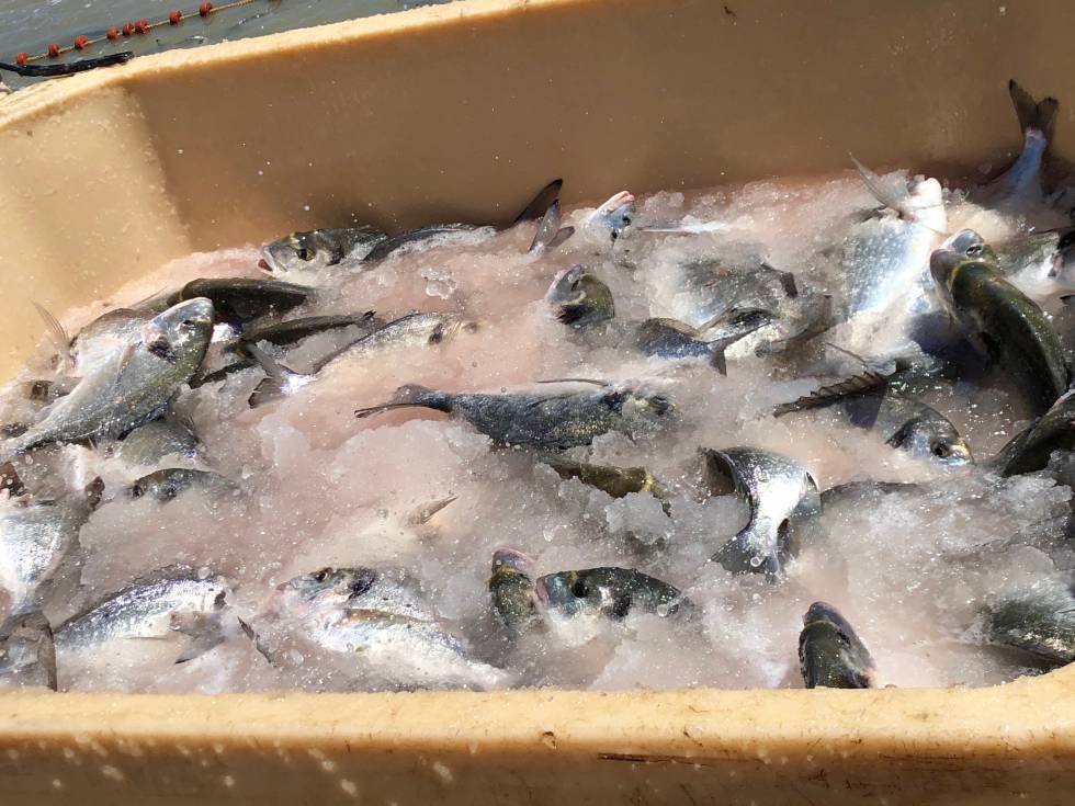 Pescados de estero, latidos del Atlántico