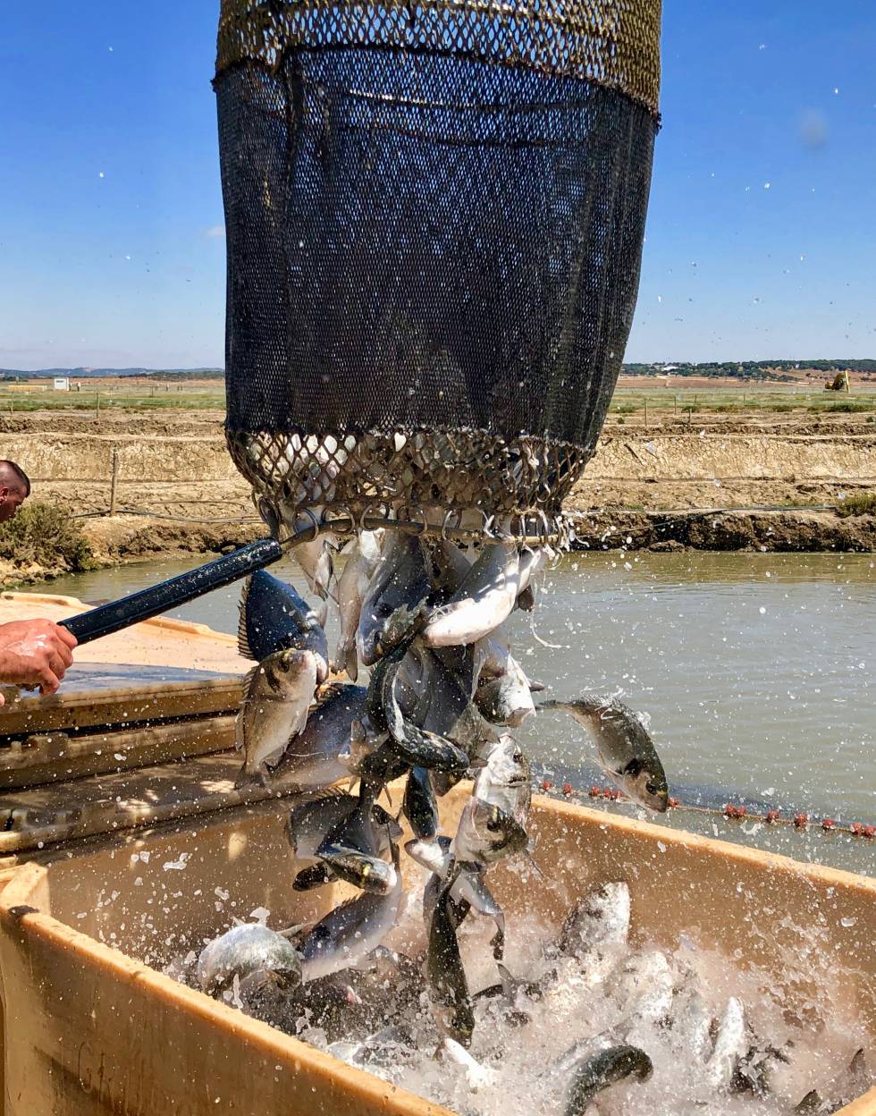 Pescados de estero, latidos del Atlántico