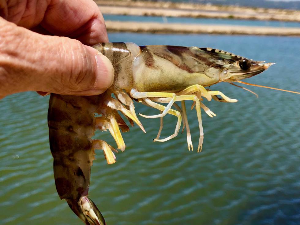 Pescados de estero, latidos del Atlántico