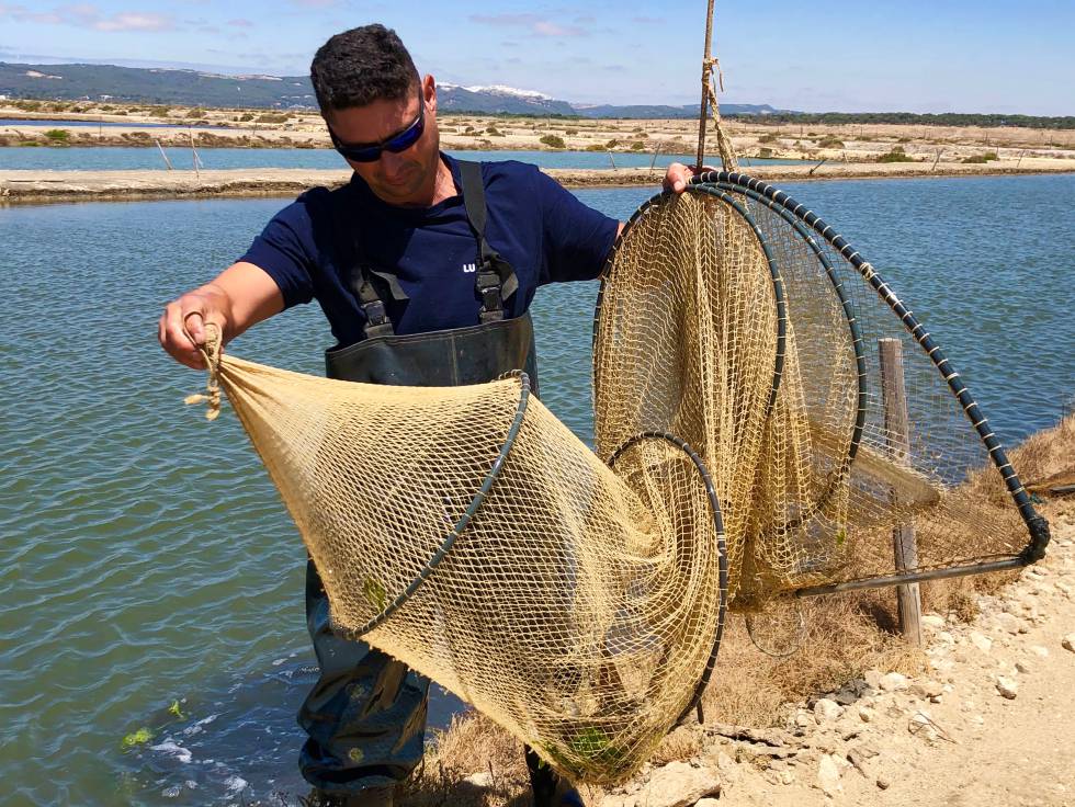 Pescados de estero, latidos del Atlántico