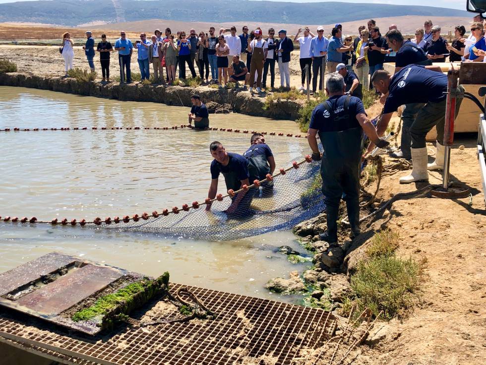 Pescados de estero, latidos del Atlántico