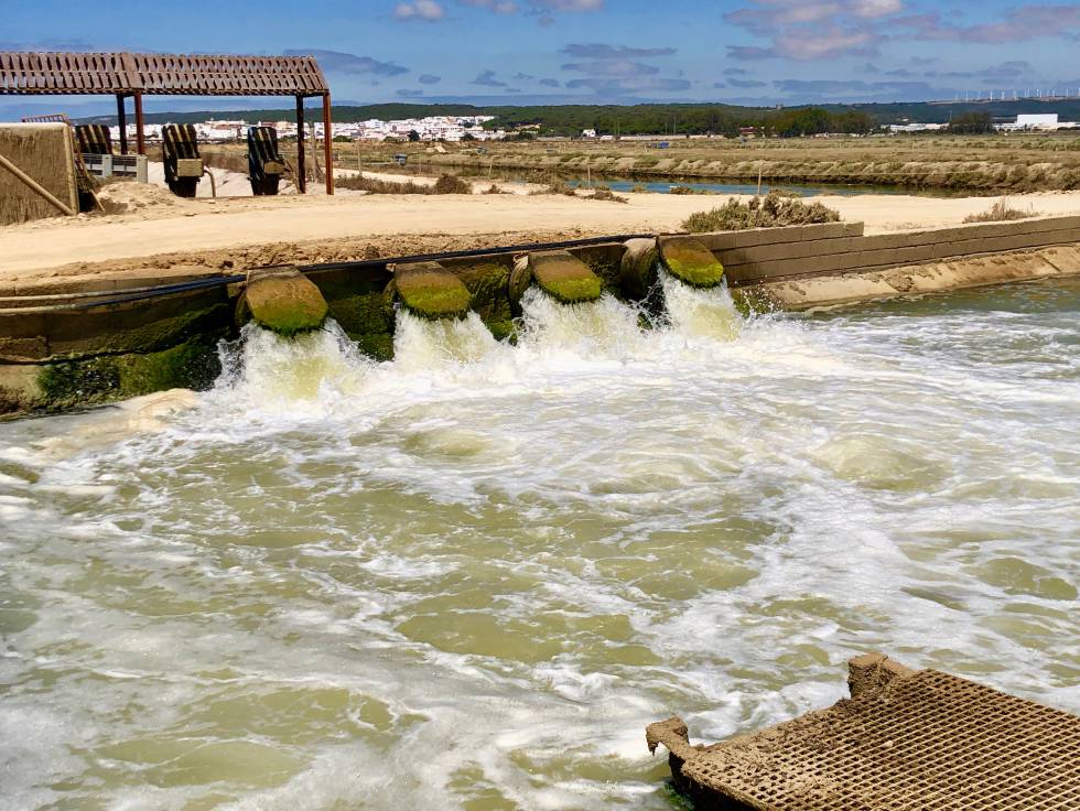 Pescados de estero, latidos del Atlántico
