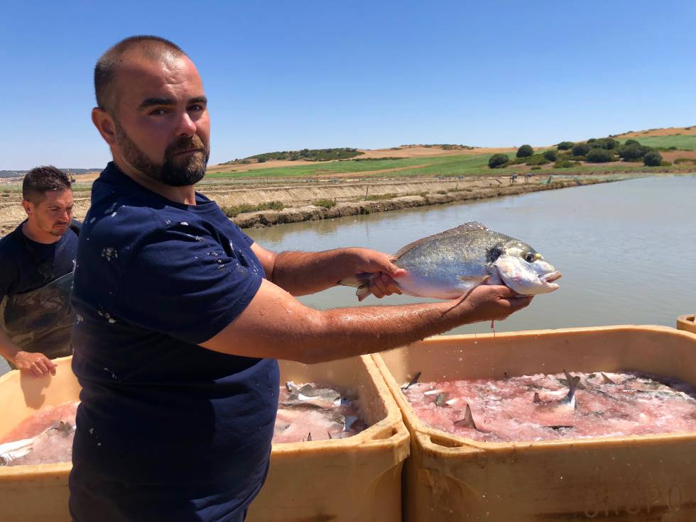 Pescados de estero, latidos del Atlántico