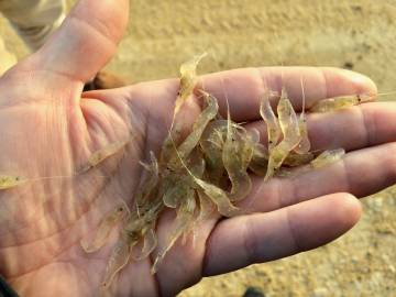 Pescados de estero, latidos del Atlántico