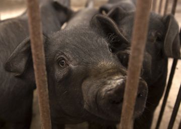 Deberes para evitar la peste porcina africana en las Américas