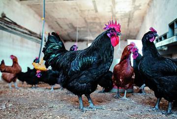 En su granja Cobardes y Gallinas, en Toledo, Ulzurrun cría en libertad razas autóctonas.