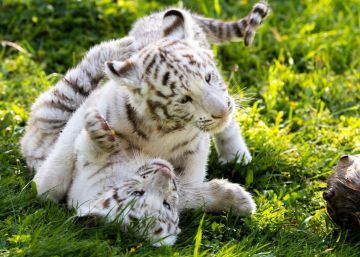Dos crías de tigre blanco, una especie en peligro de extinción, crecen en el parque navarro Sendaviva