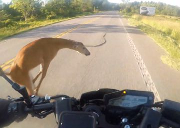Un motorista sale volando tras chocar contra un ciervo