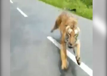 Dos motoristas escapan del ataque de un tigre de Bengala en la India