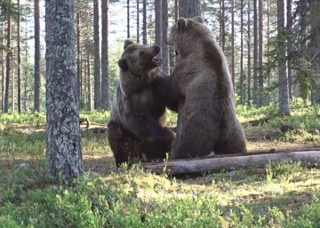 Un fotógrafo capta una pelea entre dos osos pardos en un bosque de Finlandia