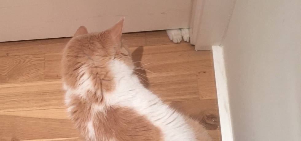 Mía inspecciona las patitas de Atún.