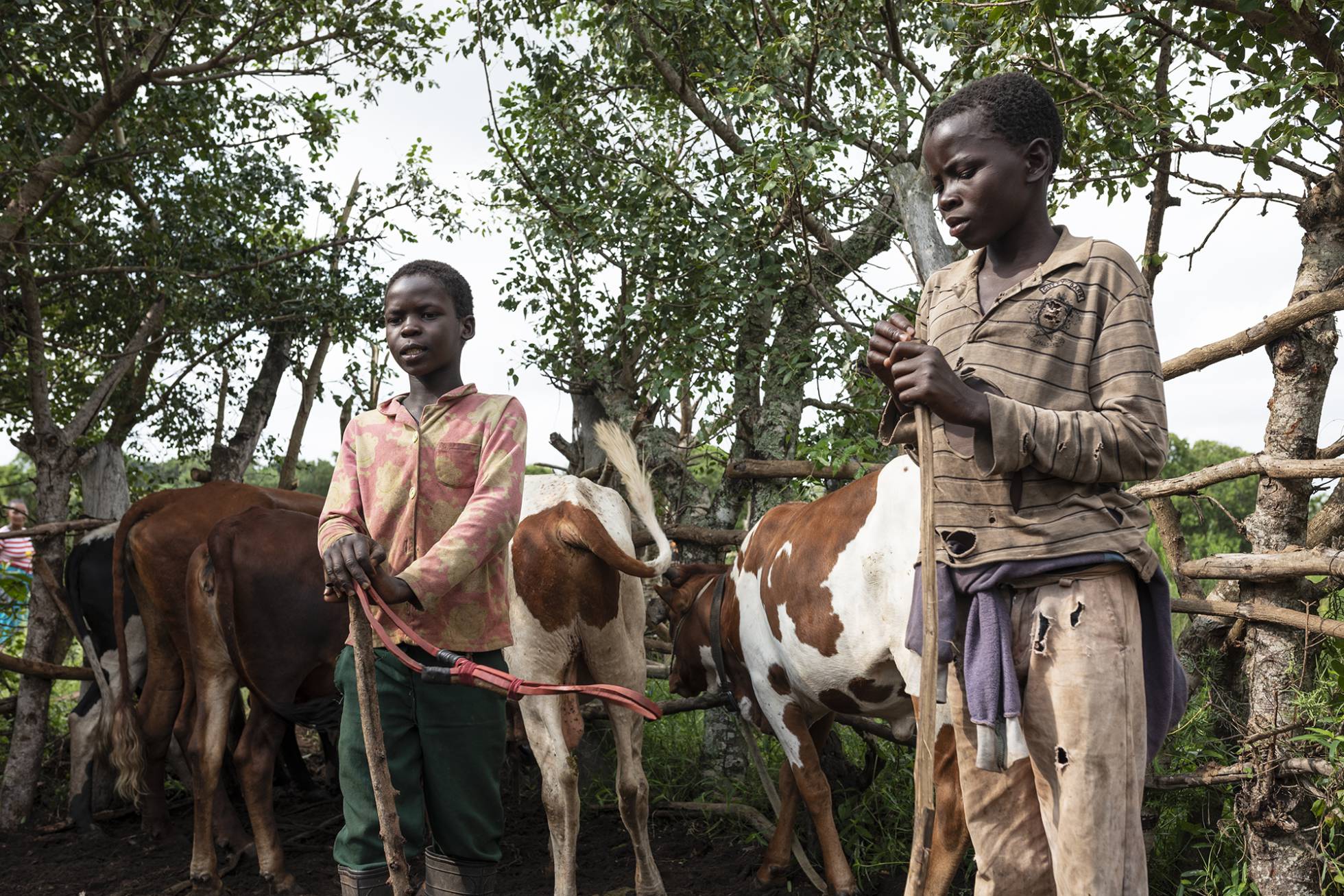 Los niños pastores de Mozambique