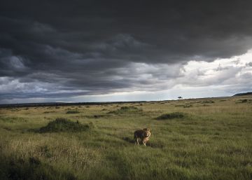 Extintos em dezenas de países, leões agora estão ameaçados em seu principal reino