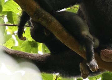 ‘Lucy’, a chimpanzé estéril que brinca de ser mãe com cadáveres