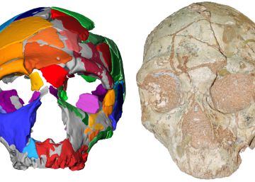 El cráneo 2 de Apidima, atribuido a un neandertal, y su reconstrucción digital.