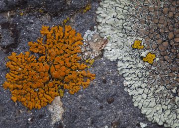 Líquenes que cubren de arte la naturaleza