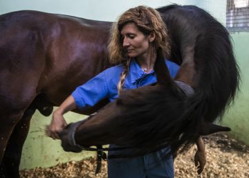 Fisioterapia para clientes de cuatro patas