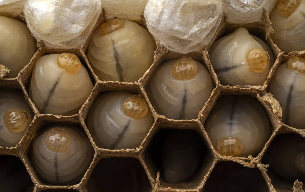 Ejemplares muertos del insecto, aún en fase de desarrollo, en el interior del avispero.