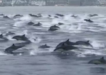 Un centenar de delfines rodea a un barco en el sur de California