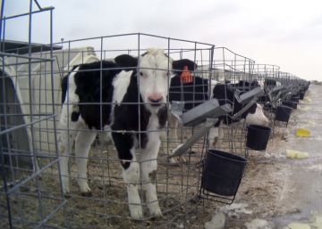 Igualdad Animal denuncia el maltrato en una macrogranja lechera que suministra a La vaca que ríe y Babybel