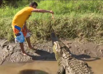 Un joven da de comer a cocodrilos para entretener a turistas en Costa Rica