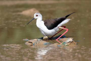 Un ave anida sobre plásticos en la Balsa del Sapo (El Ejido) en la primavera de 2018.