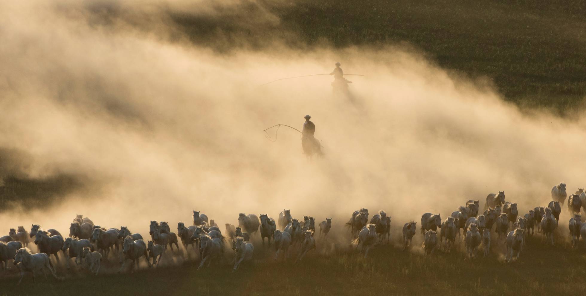 Caballos corren en las praderas de Ujimqin (China).