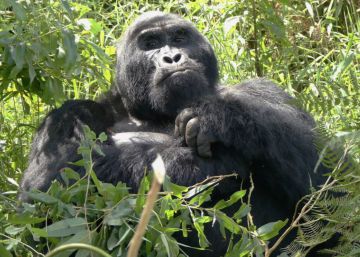 En busca de gorilas de montaña en las selvas de Uganda