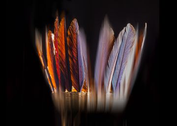 Mitos y leyendas del arte con plumas