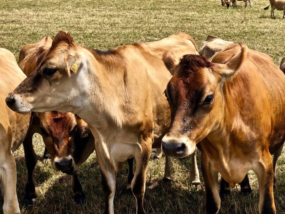 Vacas de raza Jersey Capel