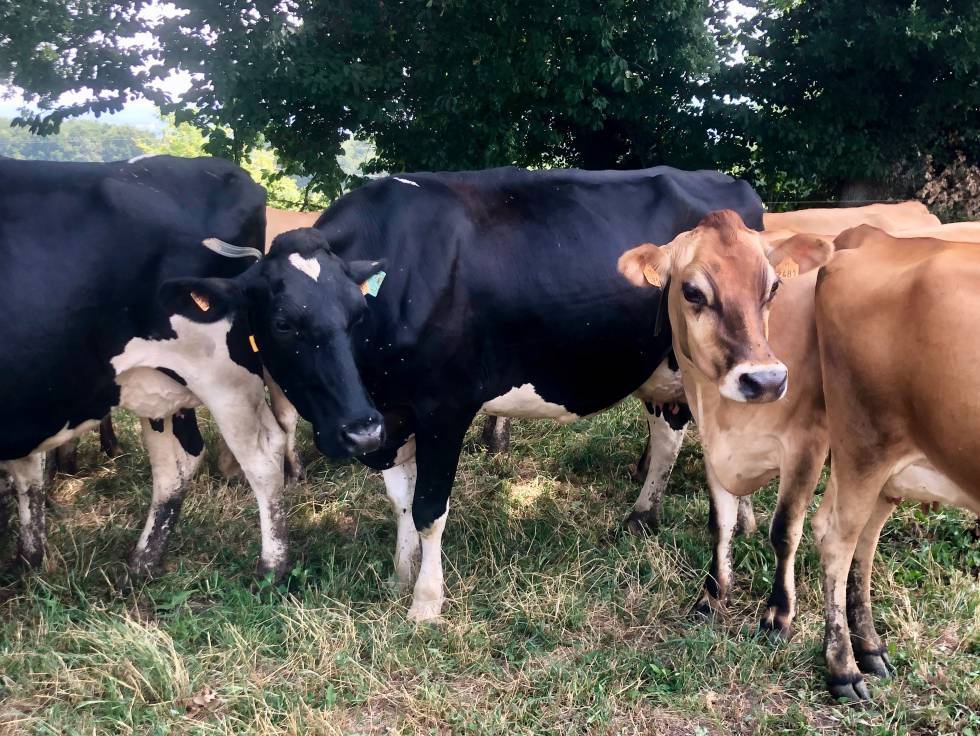 Apreciable diferencia de tamaño entre la vaca pardo frisona a la izquierda, más grande, y la jersey Capel
