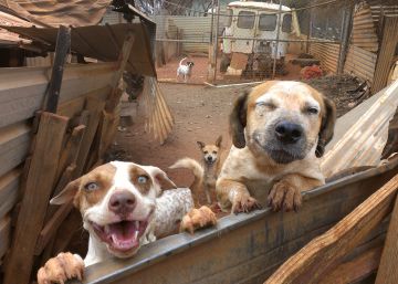 La odisea del cáncer que se propagó por el mundo con los perros de los marinos